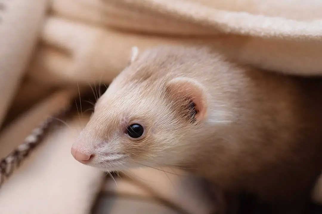 an image showing a ferret among the ferret breeds