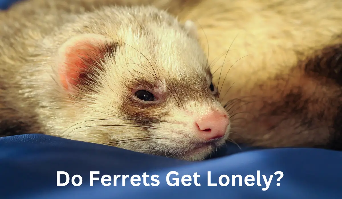 do ferrets get lonely