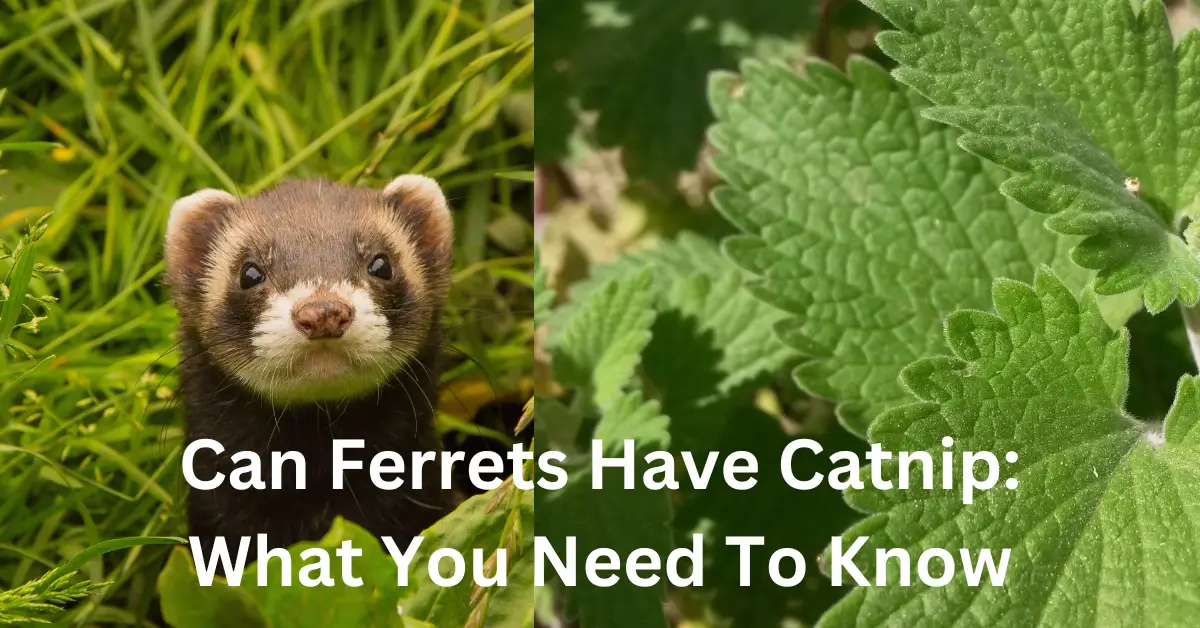 can ferrets have catnip