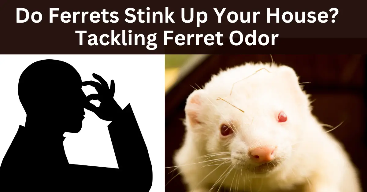 Do Ferrets Stink Up Your House Tackling Ferret Odor