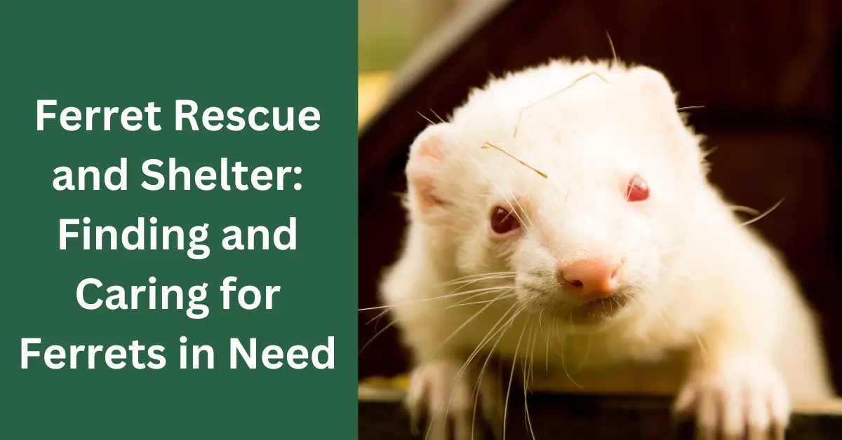 Ferret Rescue and Shelter Finding and Caring for Ferrets in Need
