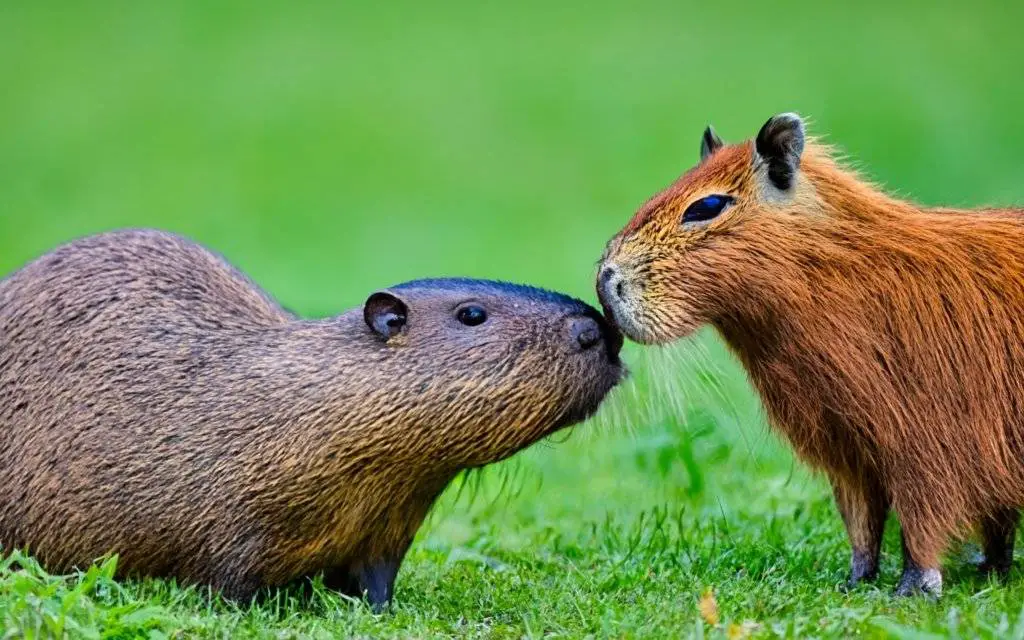 capybara vs nutria side by side