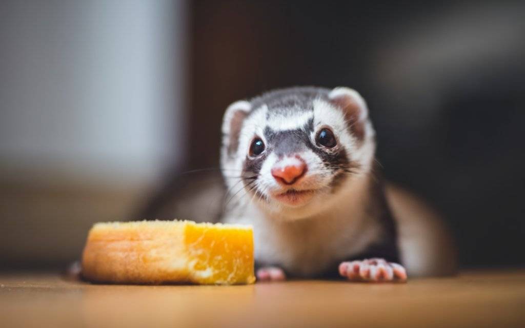 ferret staring at cheese for a blog about can ferrets eat cheese
